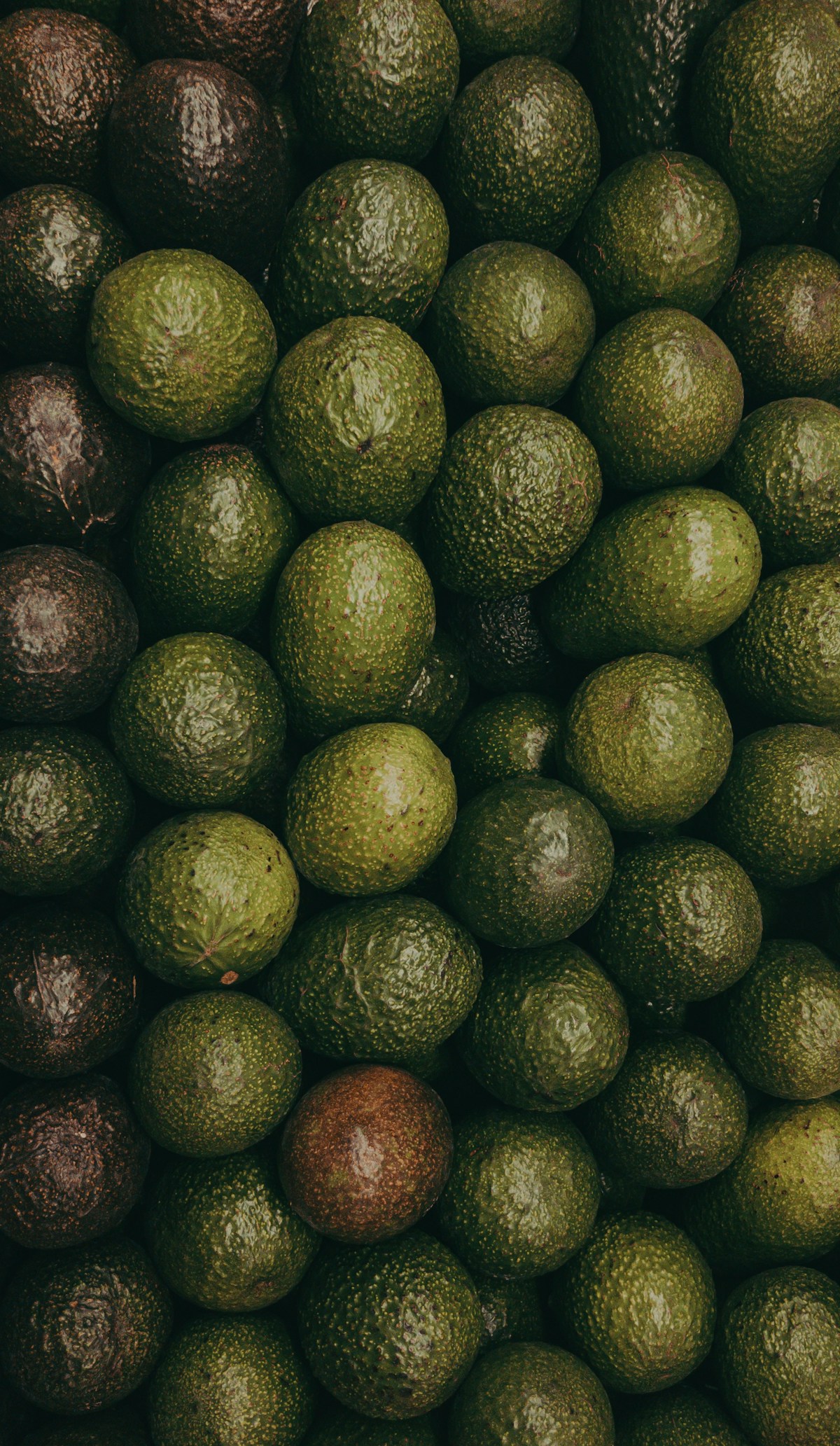 Fresh avocados sorted for export programs