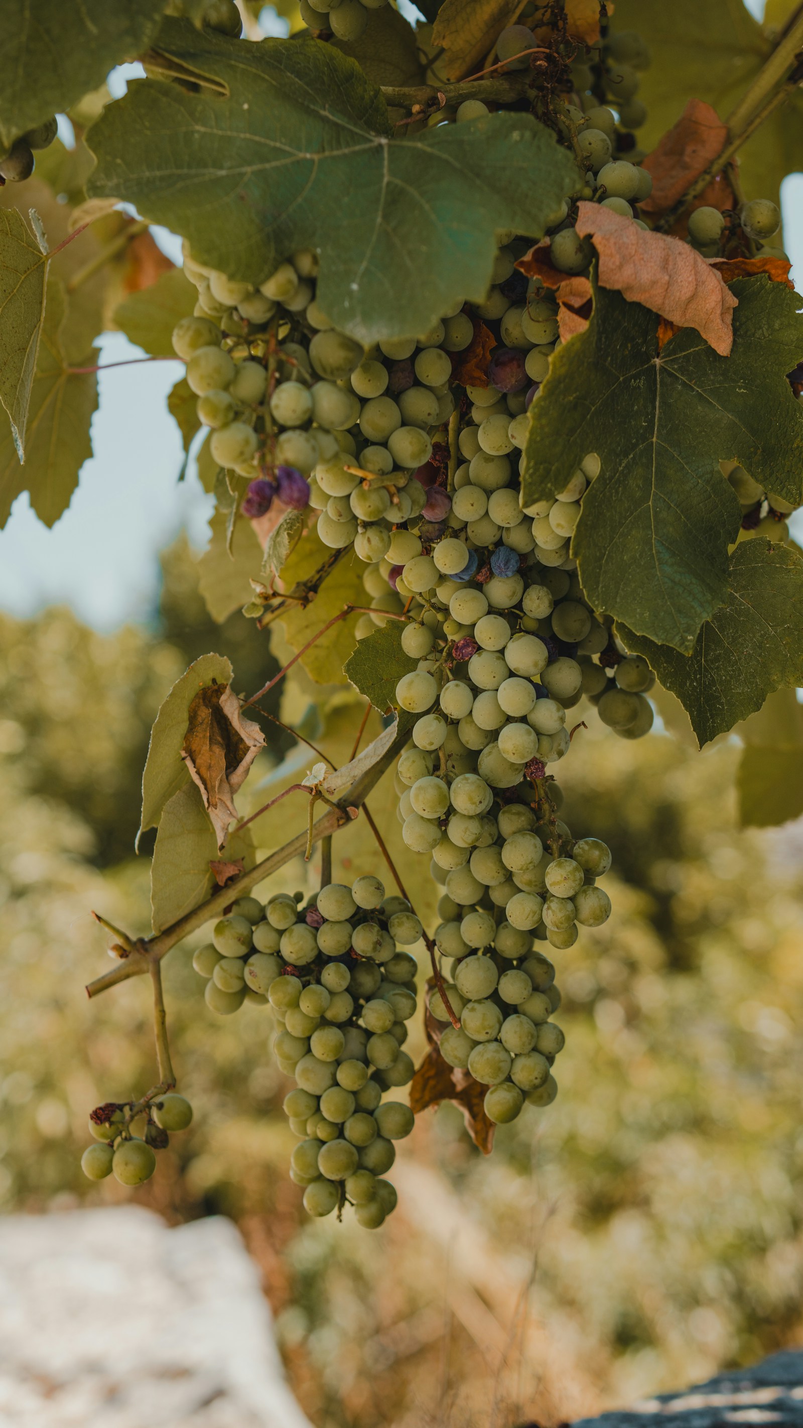 Green grape clusters ripening on the vine