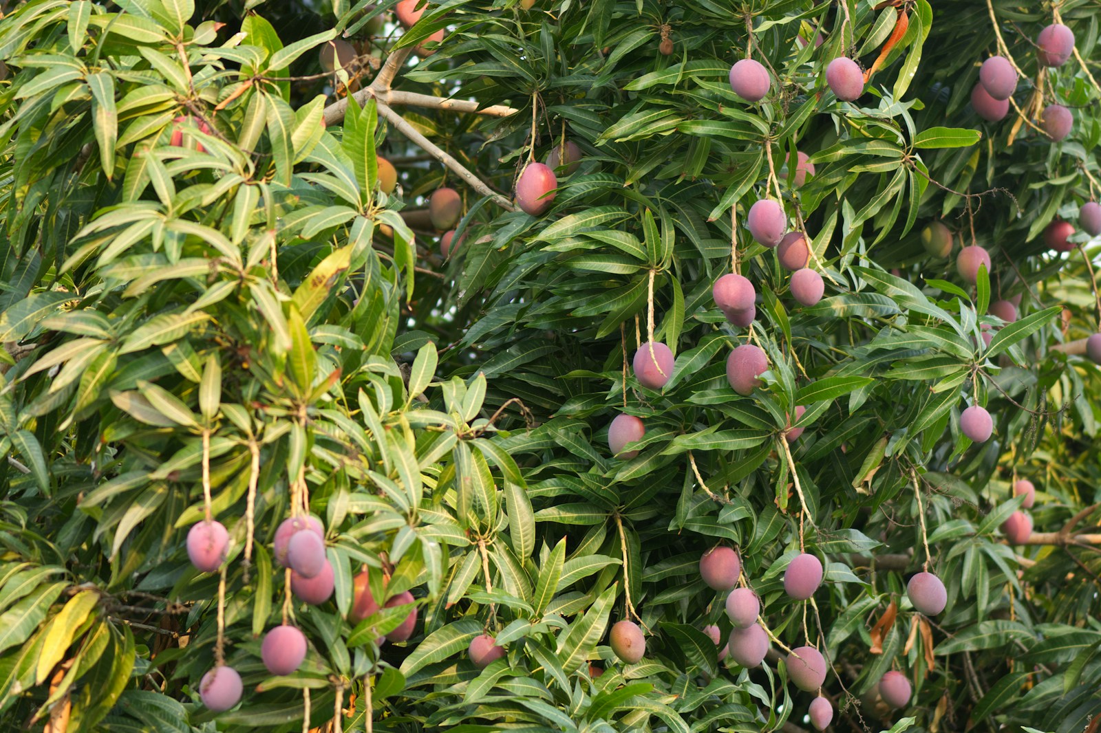 Mangoes hanging from a tree branch in an orchard